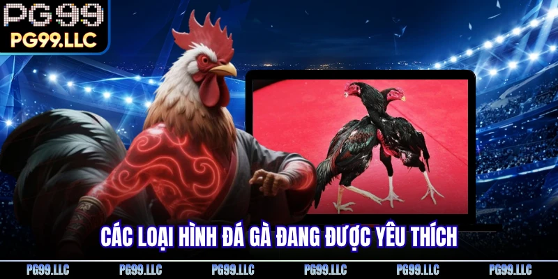 Các loại hình đá gà đang được yêu thích